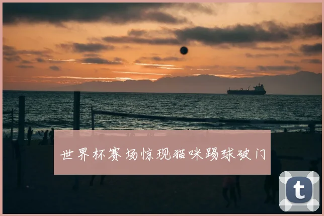 世界杯赛场惊现猫咪踢球破门